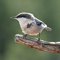 Pygmy Nuthatch