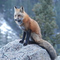 Red Fox