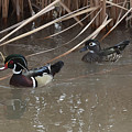 Wood Duck Pair