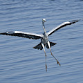Grey Heron in for a Landing