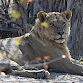 Hwange Lion