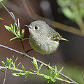 Ruby-Crowned Kinglet