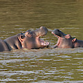 Young Hippos at Play