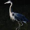 Great Blue