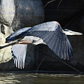 Great Blue on the Wing